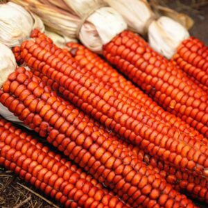 Atomic Orange Corn