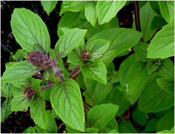 Licorice Basil