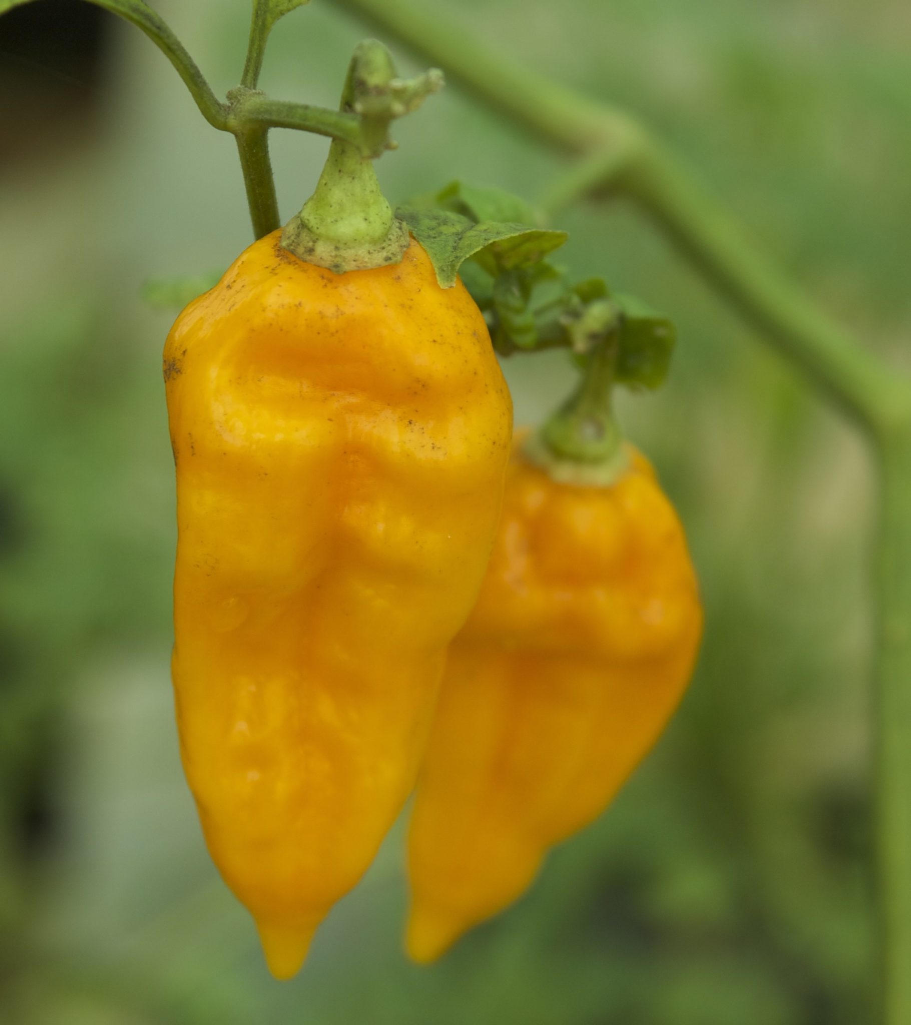 Bhut Jolokia Ghost Pepper Hariyalee