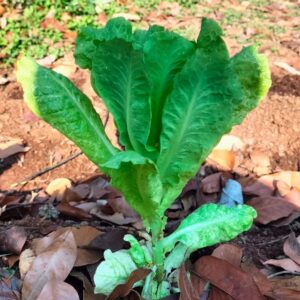 Desi Green Lettuce