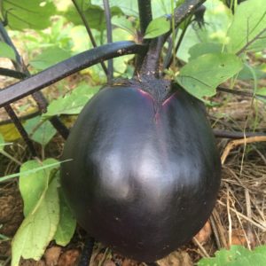 Kamo Eggplant