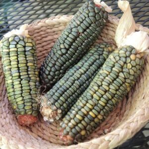 Green Dent Corn