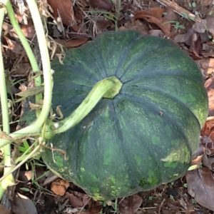 Japanese Green Pumpkin