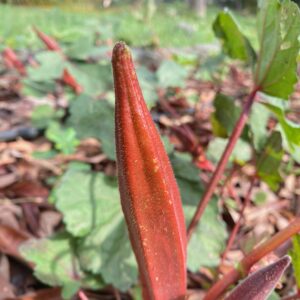 Orange Bhindi (New!!!!)