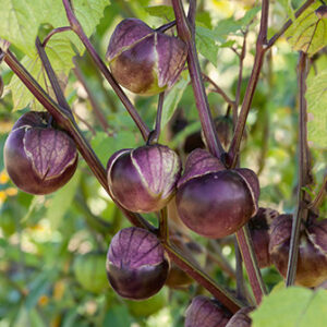 Purple Tomatillo - A brand new variety (limited stock)