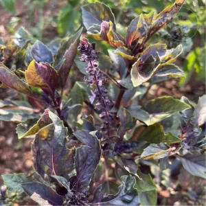Red Basil