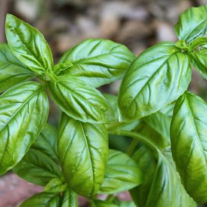 Genovese Basil