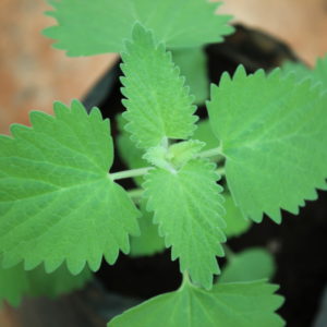 Lemon Balm