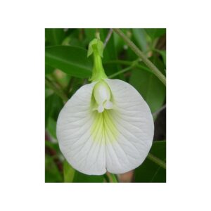 White Aparijita