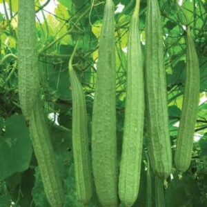 Jaipur Long Ridge Gourd