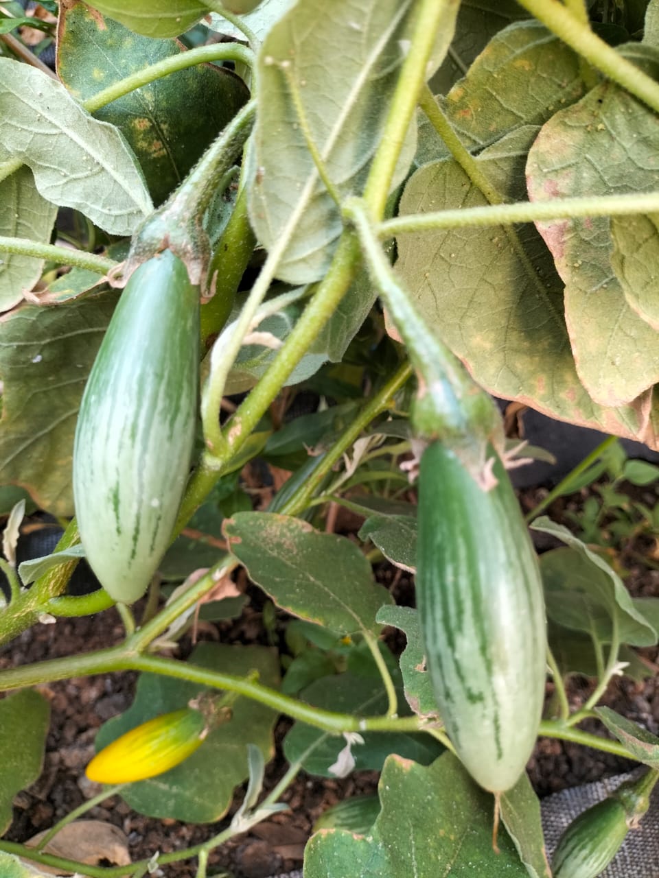 Thai Green Brinjal