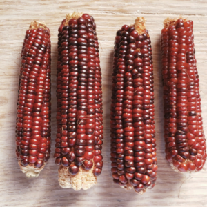 Red Dent Corn