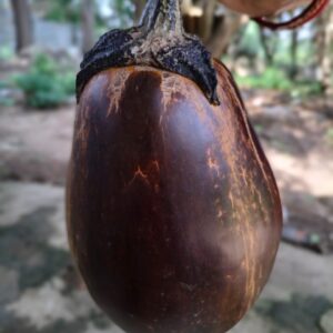 Gaint Oblong Purple with Brown stripes brinjal