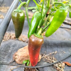 Red Jalapeno Pepper
