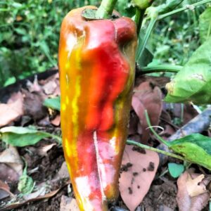 Gaint Red Streaked Pepper