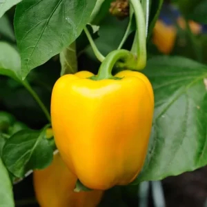 Yellow Capsicum