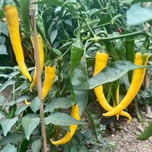 Long Yellow Chilly