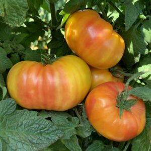 Hilly Billy Tomato