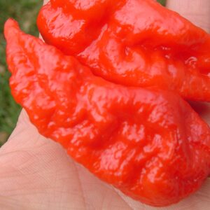 Naga Chilli (Bhut Jolokia) red pepper from Assam