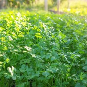 Lemon Dwarf Coriander
