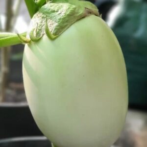 Light Green Eggplant