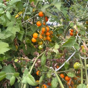 Orange Cherry Tomato