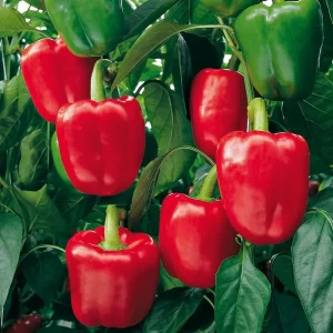 Red Capsicum