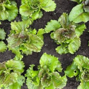 Tegan Lettuce