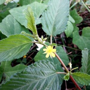 Molokhia (Egyptian spinach)